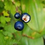 Clintonia borealis Fruit