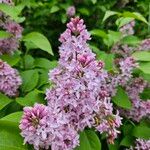 Syringa persicaFlower