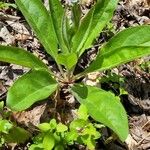 Cynoglossum virginianum Hostoa