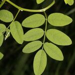 Indigofera trita Leaf