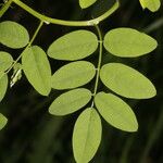 Indigofera trita Blatt