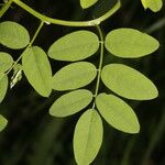 Indigofera trita Foglia