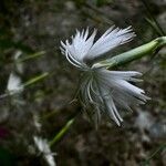 Dianthus spiculifolius Flower