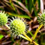 Eryngium paniculatum Ovoce