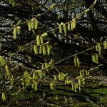 Carpinus betulus Flower