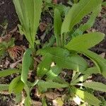 Lactuca virosa Foglia