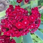 Dianthus barbatusBlüte