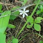 Coptis trifolia 花