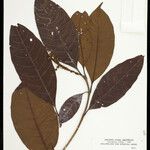 Byrsonima crispa Hoja