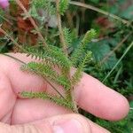 Erica ciliaris Foglia