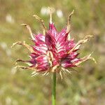 Trifolium willdenovii Flower