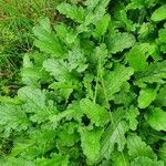 Senecio doria Leaf