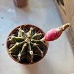 Gymnocalycium mihanovichii Leaf