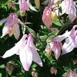 Aquilegia vulgarisFlower