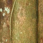 Pterocarpus officinalis Koor