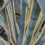 Agave americanaBlad