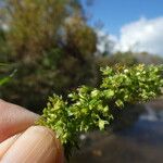 Rumex palustris 花