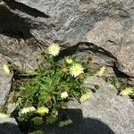 Hieracium berardianum Mosusu