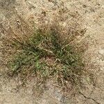 Eragrostis minor Jani