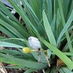 Sisyrinchium angustifolium Цветок