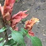 Justicia brandegeeana Hoja