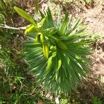 Lilium pyrenaicum Kukka