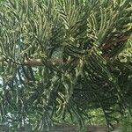 Araucaria araucanaΦύλλο