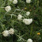 Trifolium pannonicum Habit