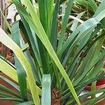 Dracaena draco Habitatea