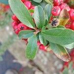 Pyracantha koidzumii Blatt