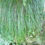 Festuca flavescens Hoja