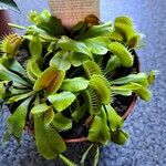 Dionaea muscipula List