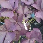 Oxalis triangularis 葉