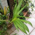 Cyrtopodium andersonii Yaprak