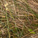 Carex extensa Кора