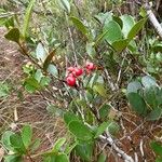 Syzygium pancheri Leaf