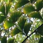 Caryota urens Leaf