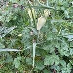 Fritillaria meleagris Levél