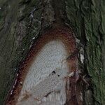 Pterocarpus soyauxii Kéreg/szár