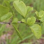 Flacourtia indica Blatt