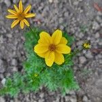 Bidens aureaफूल