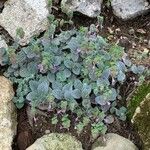 Origanum dictamnus Flower