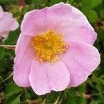 Rosa macrophylla