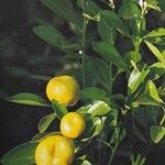 Citrus × microcarpa 果