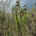 Niphidium crassifolium Blad