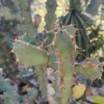 Euphorbia caerulescens Leaf