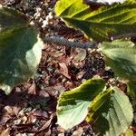 Hamamelis mollis Leaf