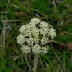 Libanotis pyrenaica Flower