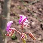 Pelargonium multicaule ᱵᱟᱦᱟ