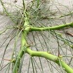 Parkinsonia aculeata Bark